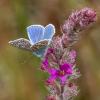 Common blue butterfly